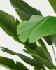 Picture of Banana artificial