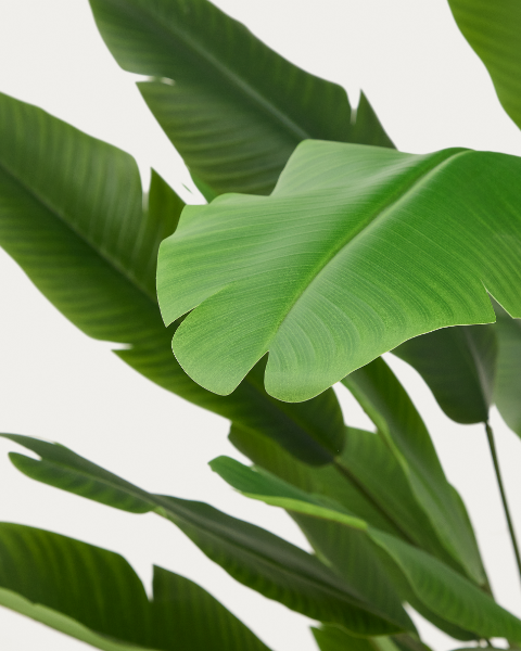 Picture of Banana artificial