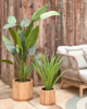 Picture of Yucca artificial plant