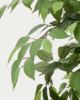 Picture of Bimë artificiale Ficus në vazo të zezë, 180 cm