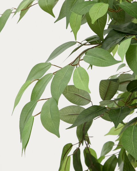 Picture of Ficus artificial