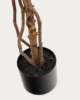 Picture of Ficus artificial