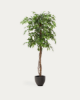Picture of Ficus artificial