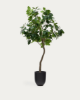 Picture of Ficus artificial