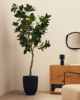 Picture of Ficus artificial
