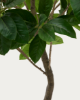 Picture of Ficus artificial