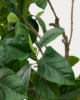 Picture of Ficus artificial