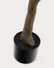 Picture of Ficus artificial