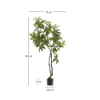 Picture of Pachira artificial
