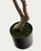 Picture of Pachira artificial
