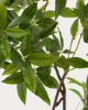 Picture of Pachira artificial