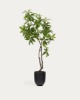 Picture of Pachira artificial