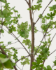 Picture of Enkianthus artificial