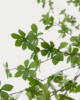 Picture of Enkianthus artificial
