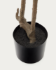 Picture of Enkianthus artificial